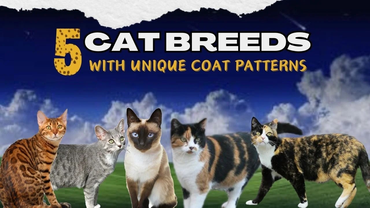 5 Cat Breeds with Unique Coat Patterns Exploring Cat Coat Colors