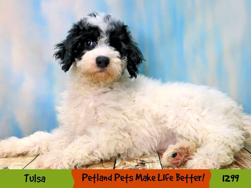 Mini SheepadoodleDOGFemaleWhite3968806Petland Oklahoma City & Tulsa