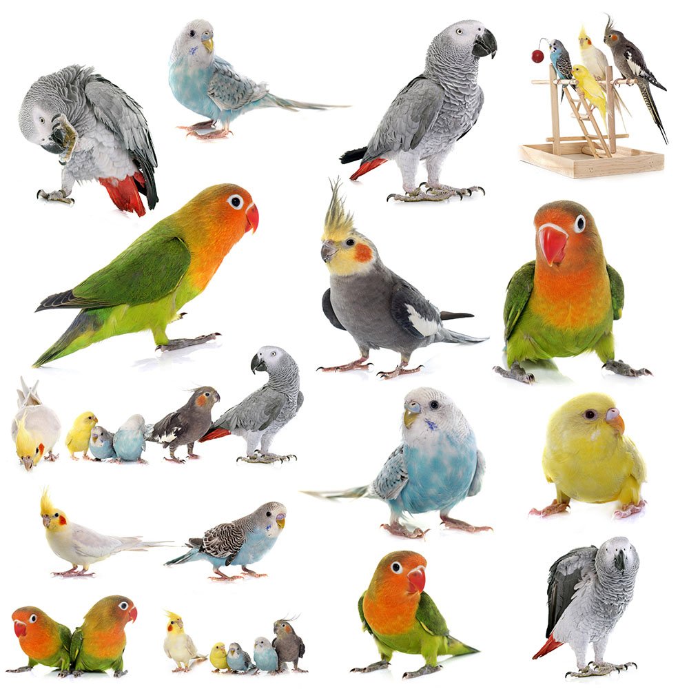 Available Birds For Sale Visit us at Petland Chicago Ridge, Illinois!