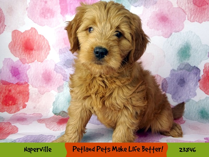 Poodle Mini/Golden RetrieverDOGFemaleDark Golden2884373Petland