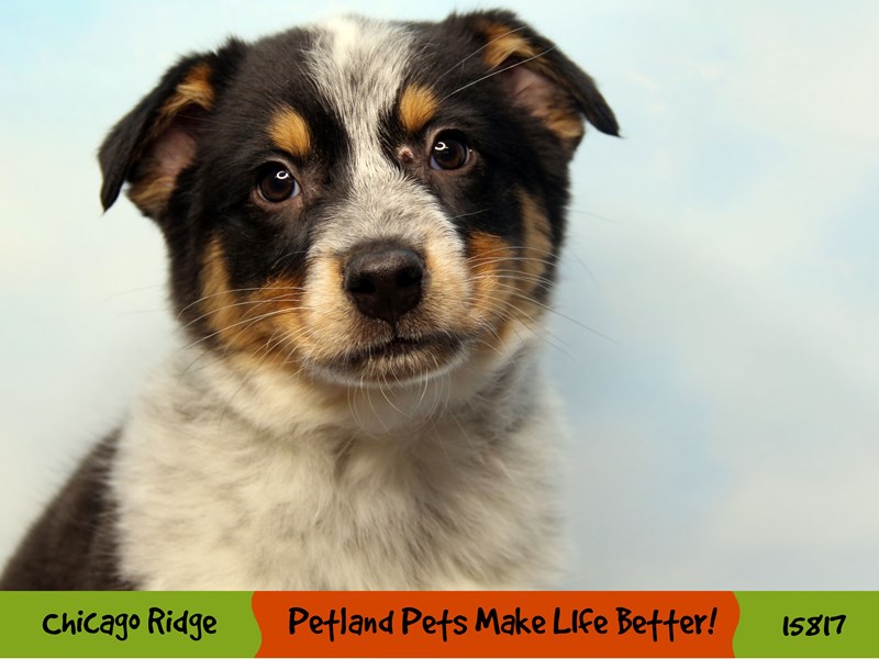 Australian Cattle / Border CollieDOGMaleBlack / Tan2967303Petland
