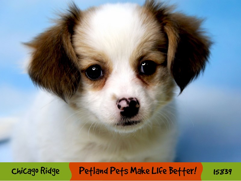 PapillonDOGMaleBrown / White2936652Petland Pets & Puppies Chicago