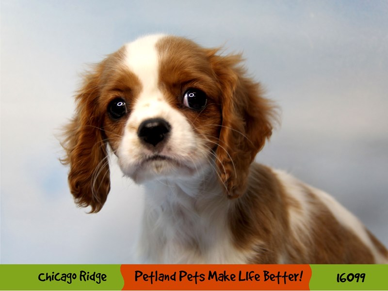 Cavalier King Charles SpanielDOGFemaleBlenheim3103942Petland Pets