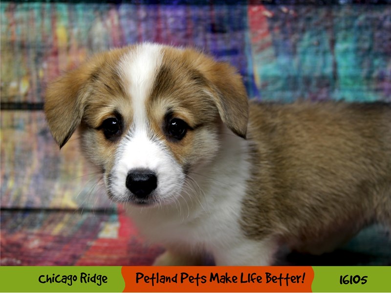 Puppies Illinois Chicago Pembroke Welsh Puppies For Sale