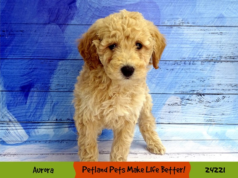 F1B Mini GoldendoodleDOGFemaleDark Apricot2613073Petland Pets