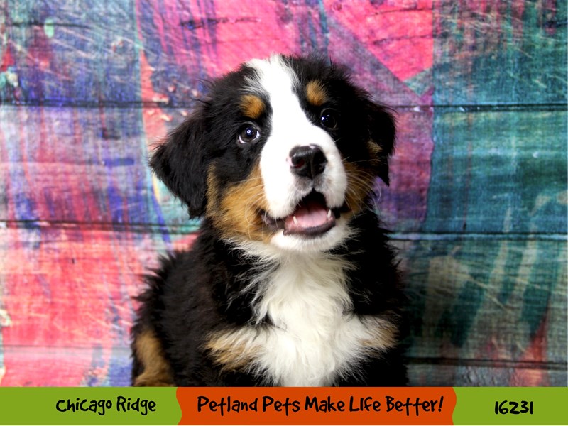 Bernese Mountain DogDOGMaleBlack Rust / White3173457Petland Pets
