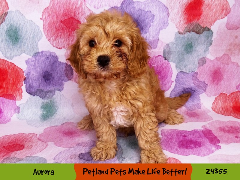 F1B Mini GoldendoodleDOGMaleRed3210759Petland Pets & Puppies