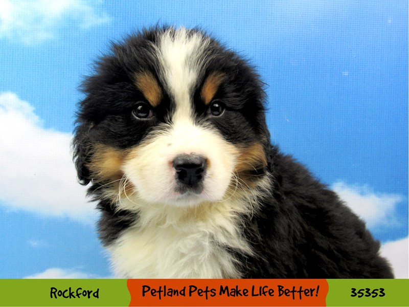 Bernese Mountain DogDOGMaleBlack Tan / White3387561Petland Pets
