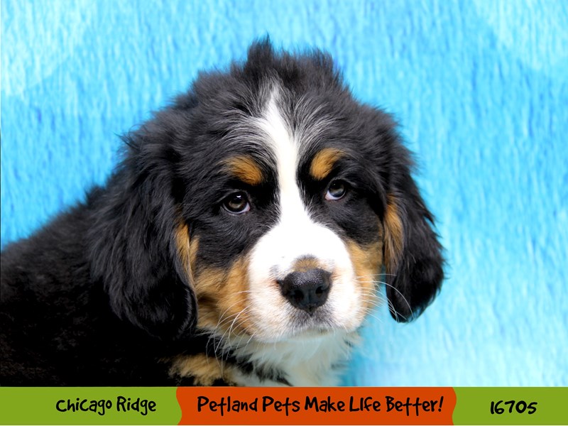 Bernese Mountain DogDOGFemaleBlack Tri3397156Petland Pets
