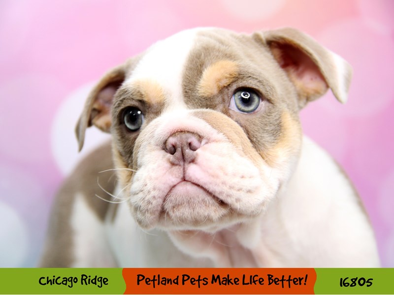 BulldogDOGMaleLilac3445715Petland Pets & Puppies Chicago Illinois