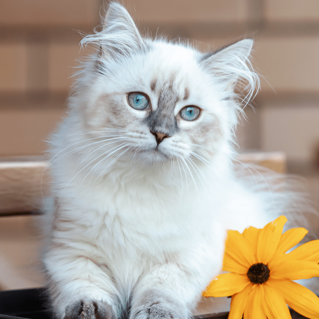 Kittens for Sale Petland Lake St. Louis & Fenton, MO