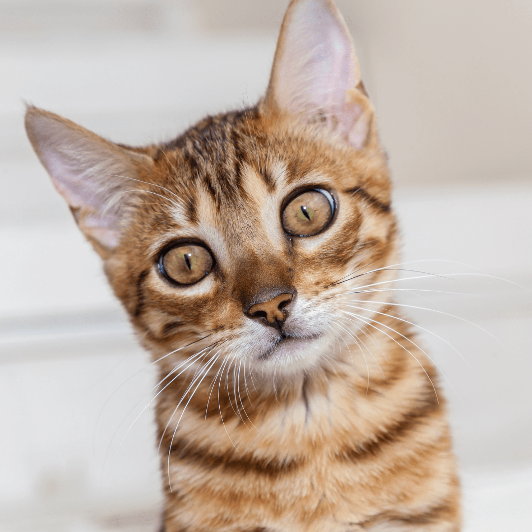 Kittens for Sale Petland Lake St. Louis & Fenton, MO