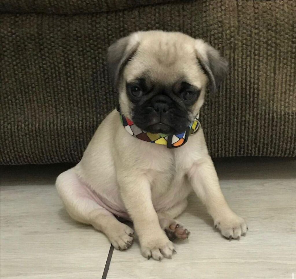 Micro Teacup Pugs For Sale Near Me White Pugs for Sale USA