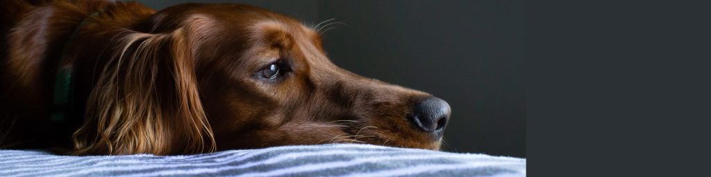 Warum erbricht mein Hund? PetLEO