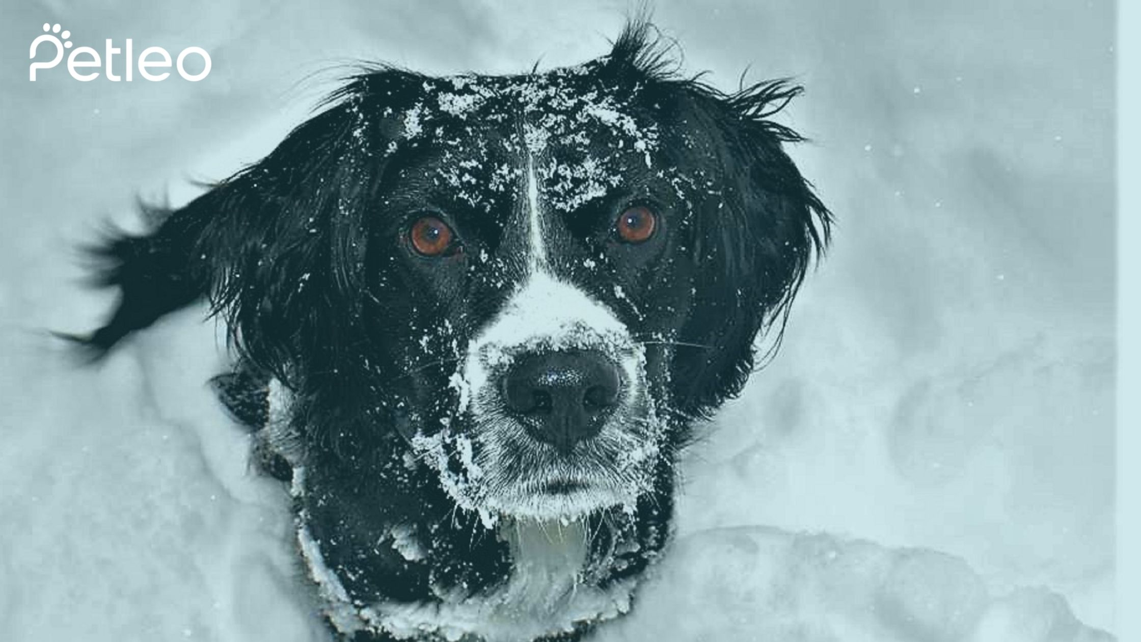 Ist es zu kalt, um mit meinem Hund spazieren zu gehen