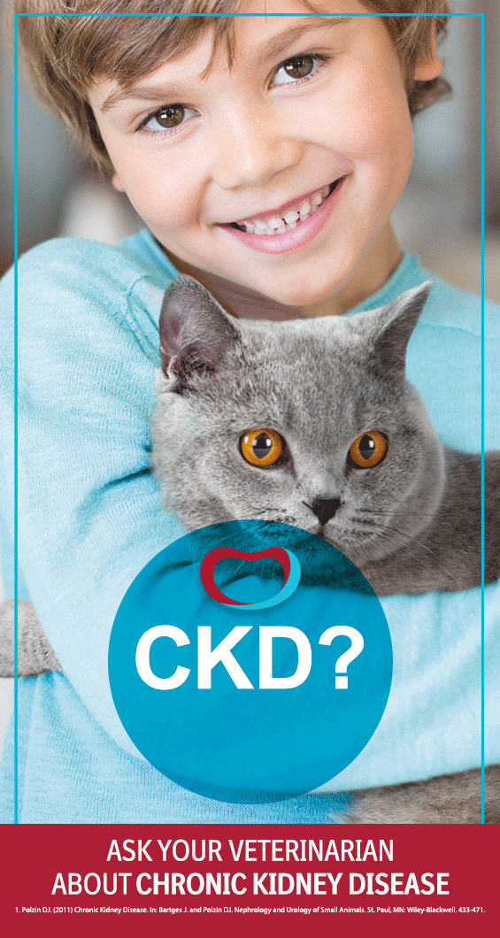 Acute And Chronic Feline Kidney Failure How Long Can