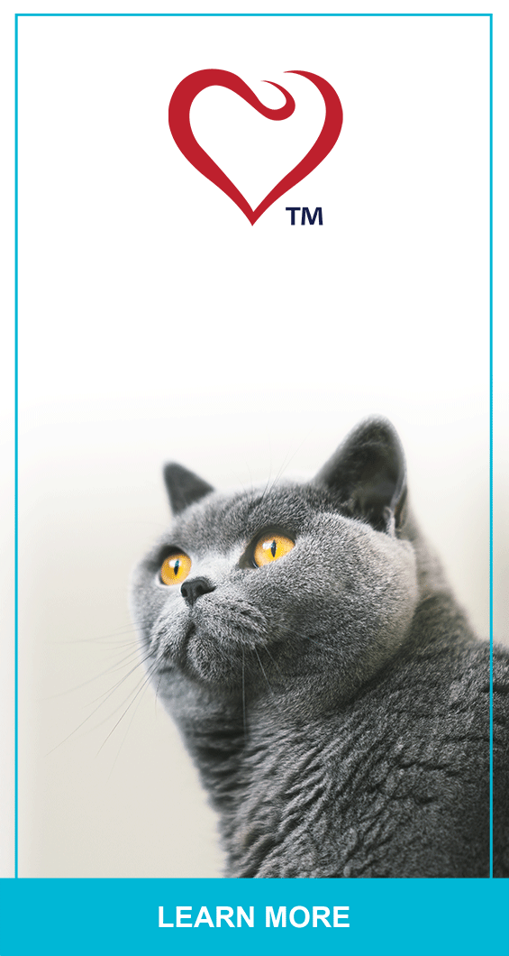Stages Of Feline Chronic Kidney Disease PetlifeCA
