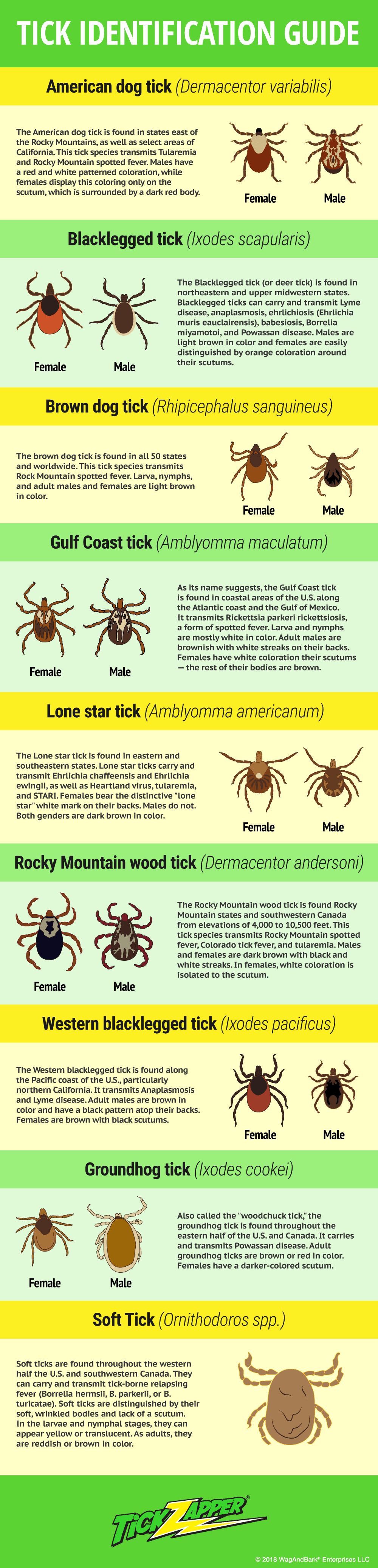 Tick Identification Infographic by TickZapper Pet Life Today