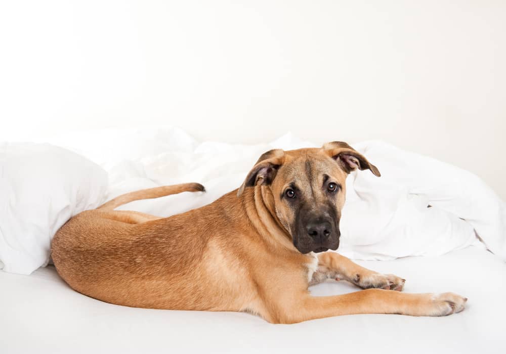 All You Need to Know About The Great Dane Lab Mix