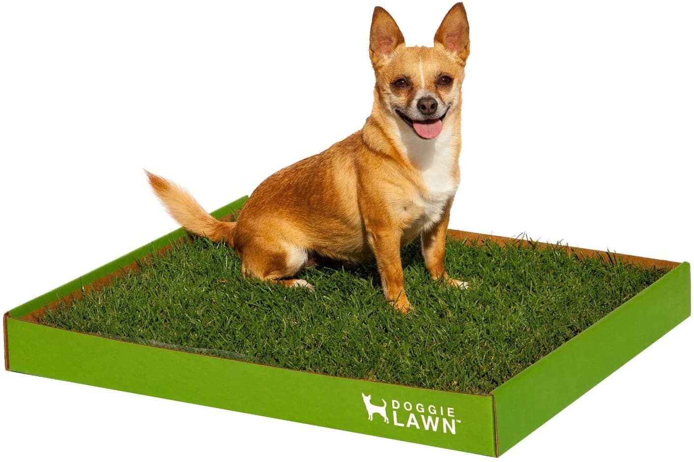 Doggie Lawn Review A Detailed Guide