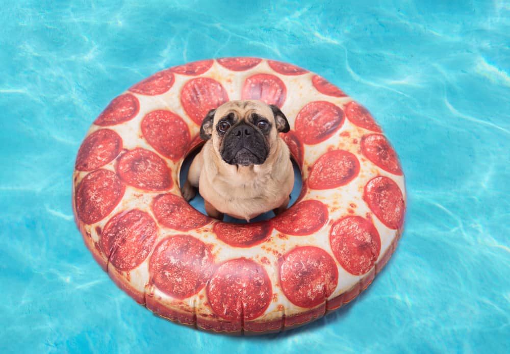 Will My Dog Get Sick from Eating Pepperoni? Pet Life World