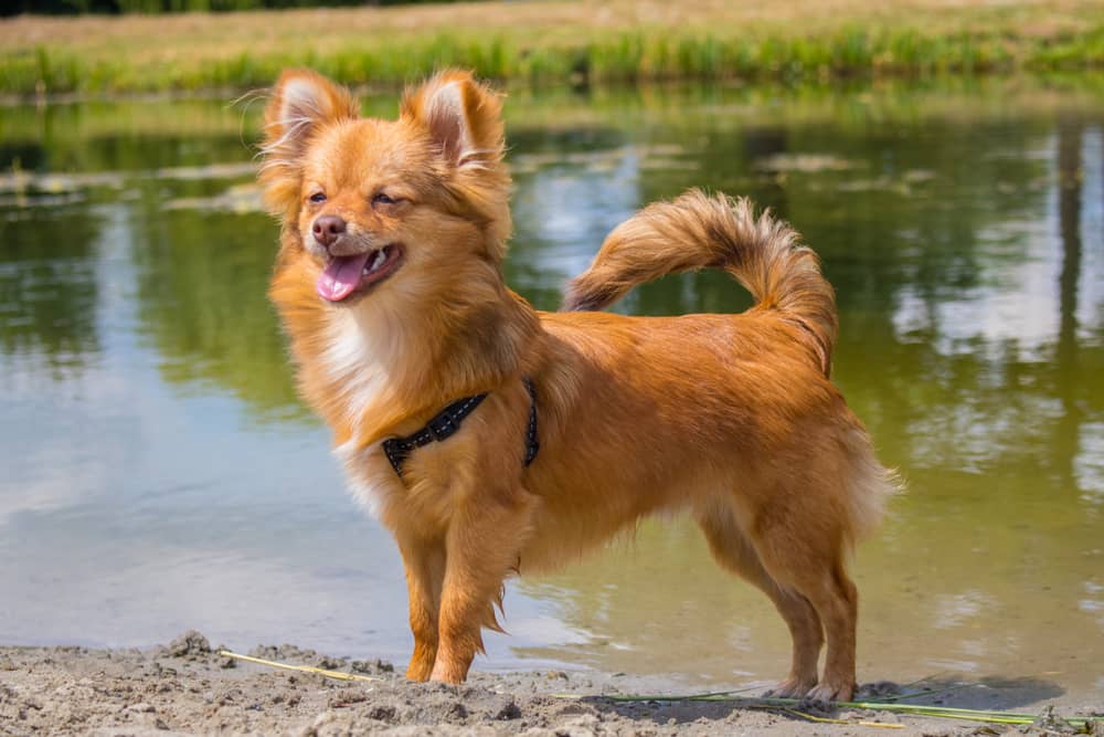 The Definitive Guide to the Pomchi Chihuahua Pomeranian Mix Pet Life