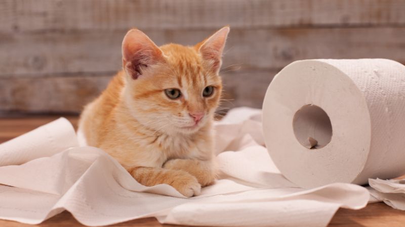 Katzenklo Training So gewöhnst du deine Katzen ans Katzenklo Petlindo