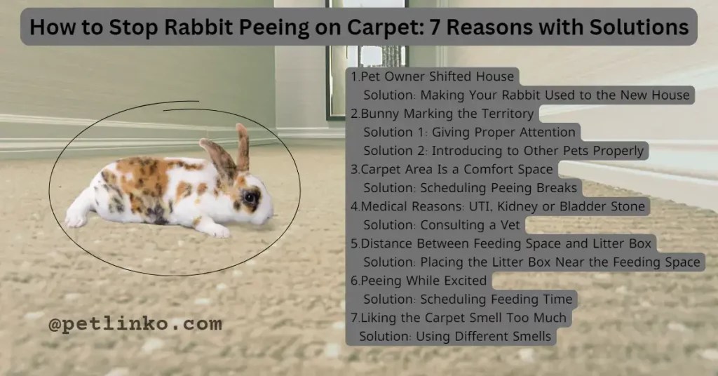 How To Stop Rabbit Peeing On Carpet 7 Reasons And Solutions