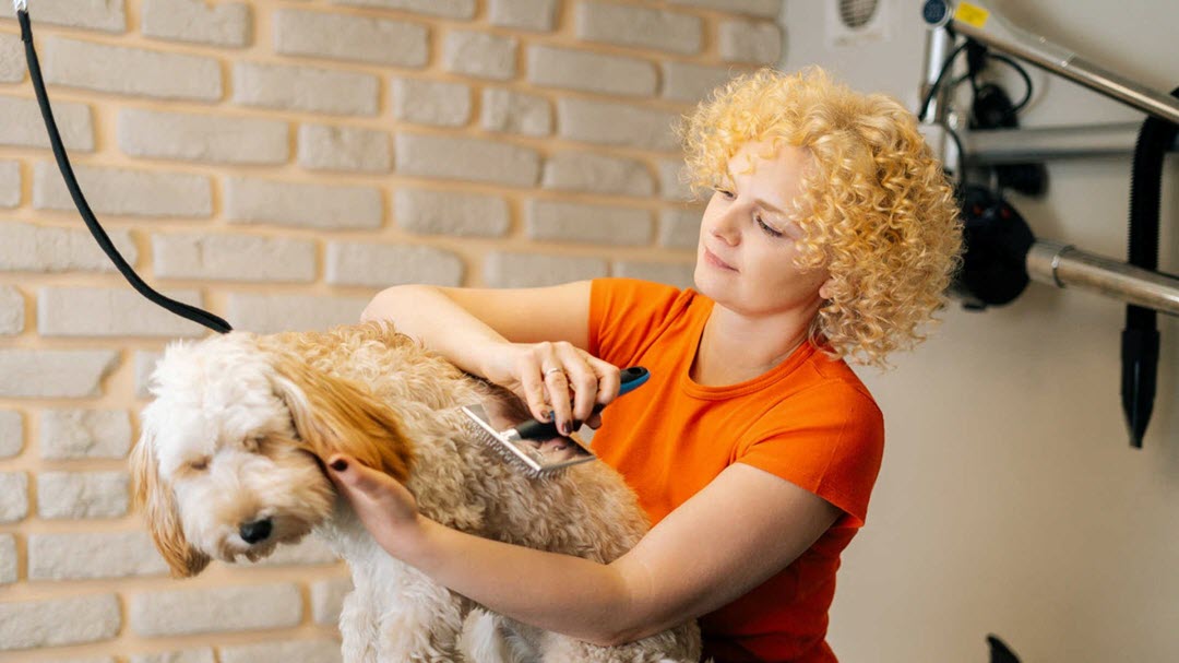Pet Care Software What is it, and How Does it Help? PetLinx