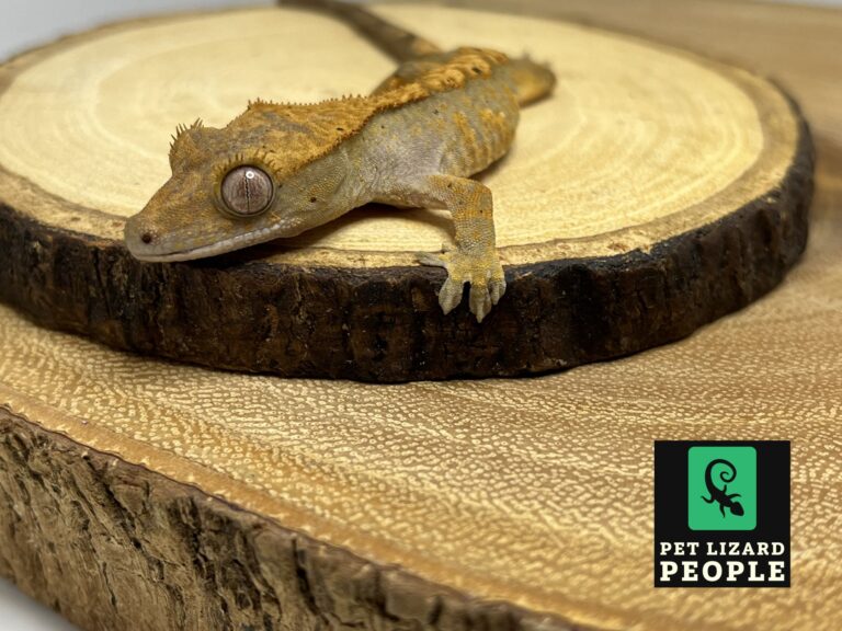 What Is The Ideal Crested Gecko Tank Size & How To Choose
