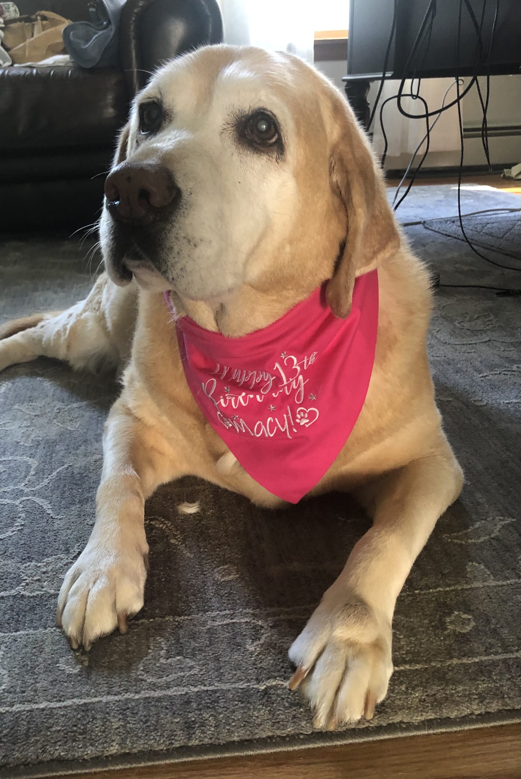 "Macy" Pet Loss at Home