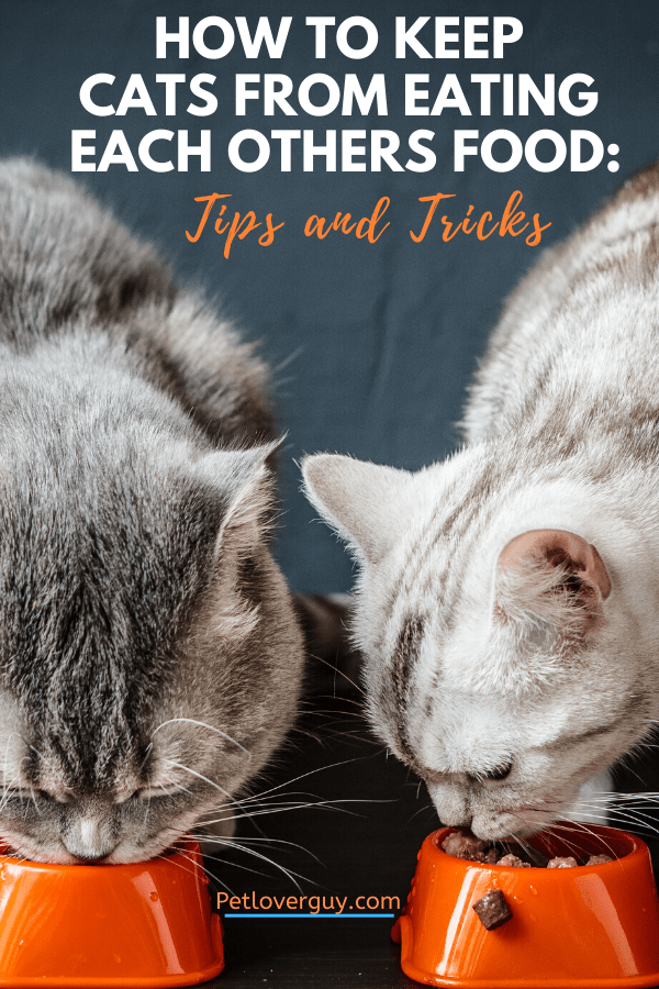 How To Keep Cats From Eating Each Others Food Tips And Tricks
