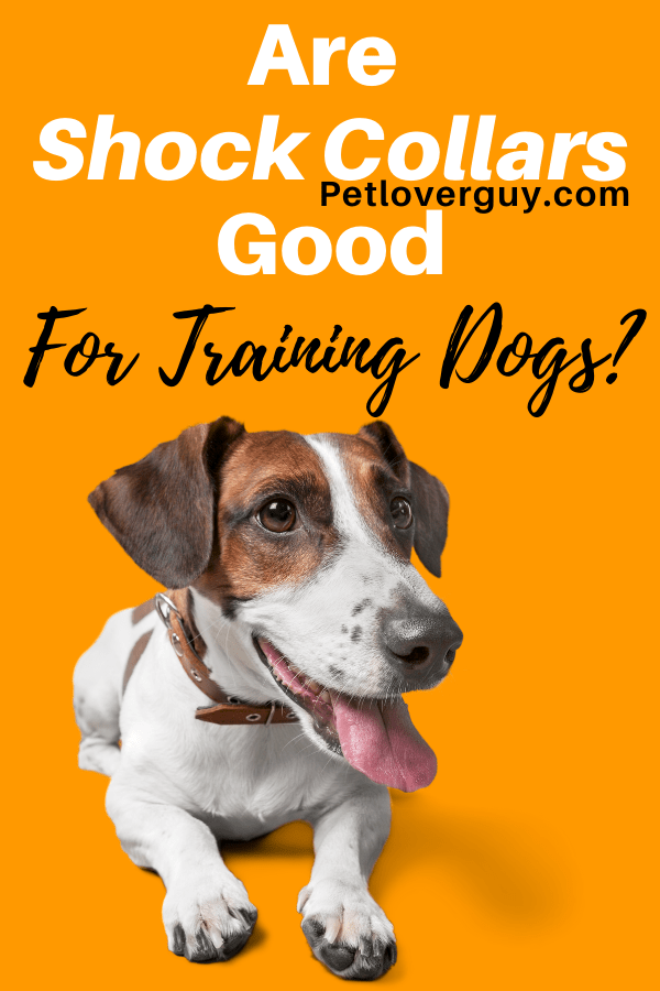 Are Shock Collars Good For Training Dogs? Pet Lover Guy