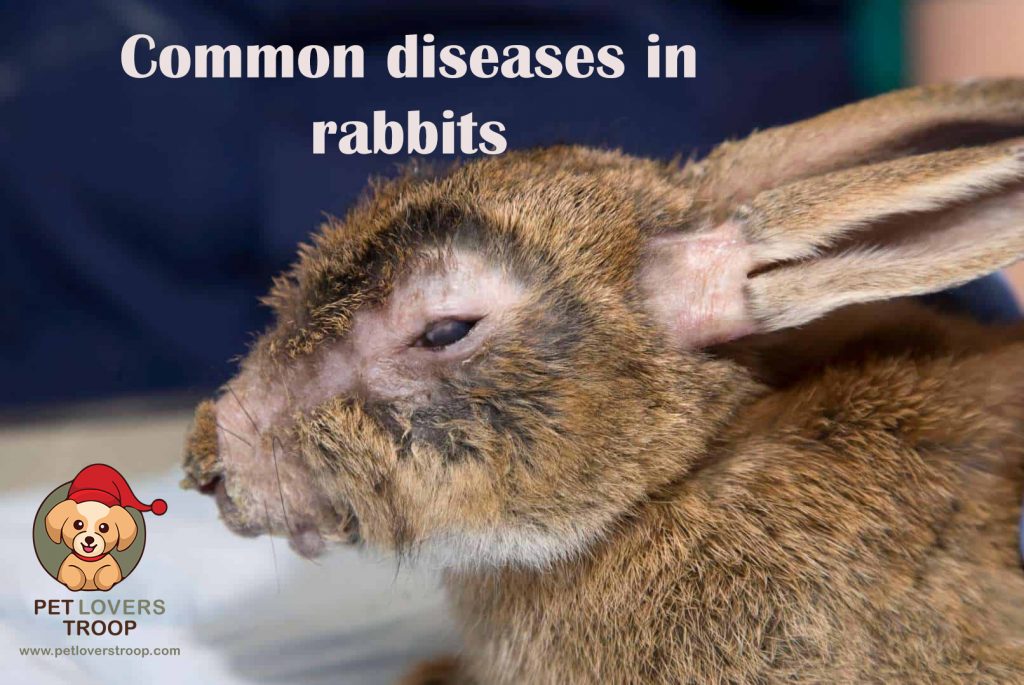 Understanding Gastric Stasis in rabbits. How to treat a sick rabbit at