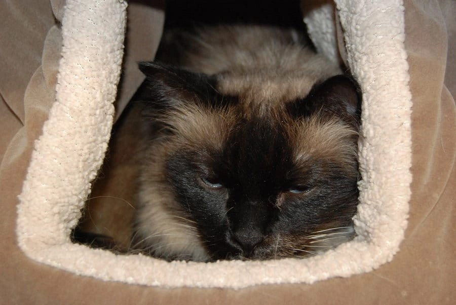 5 Best Cave Beds Your Cat Will Certainly Thank You For Top Reviews