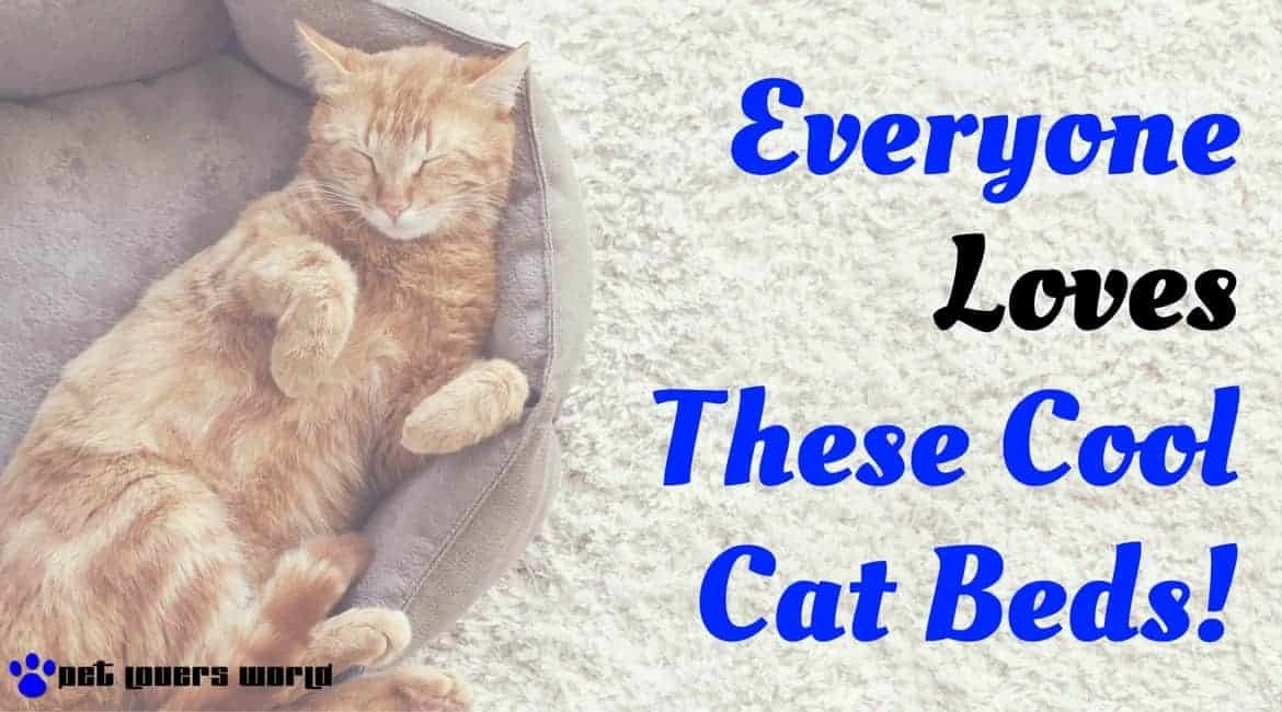 Find Out Why Everyone Loves These Cool Cat Beds Pet Lovers World