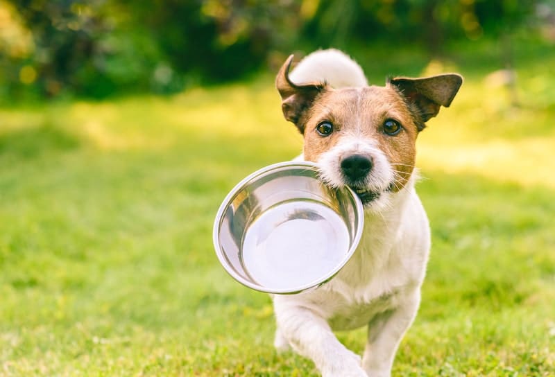 How To Choose The Right Food For Dogs With Skin Allergies Pet Loves Best