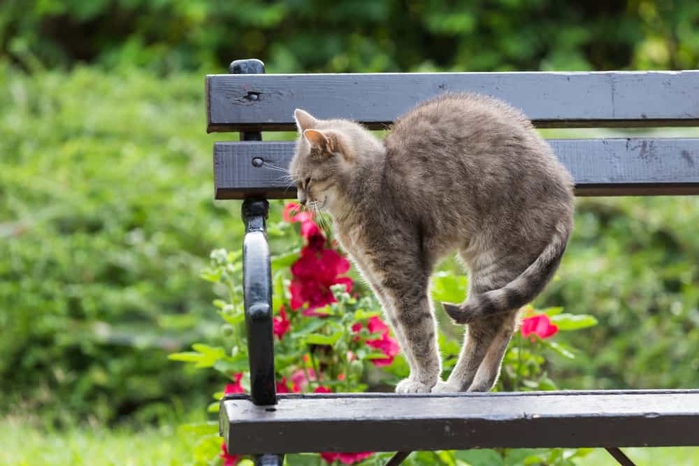 Understanding How & Why Cats Arch Their Backs PetMag