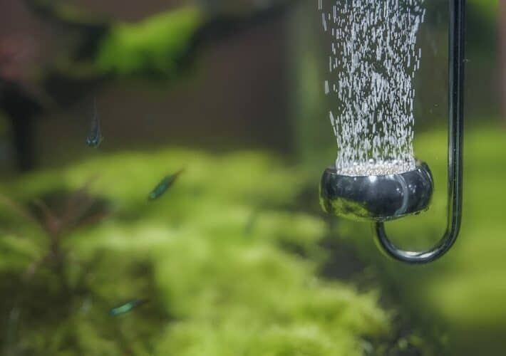 The 10 Best CO2 Diffusers to Make Your Aquarium Bloom in 2022