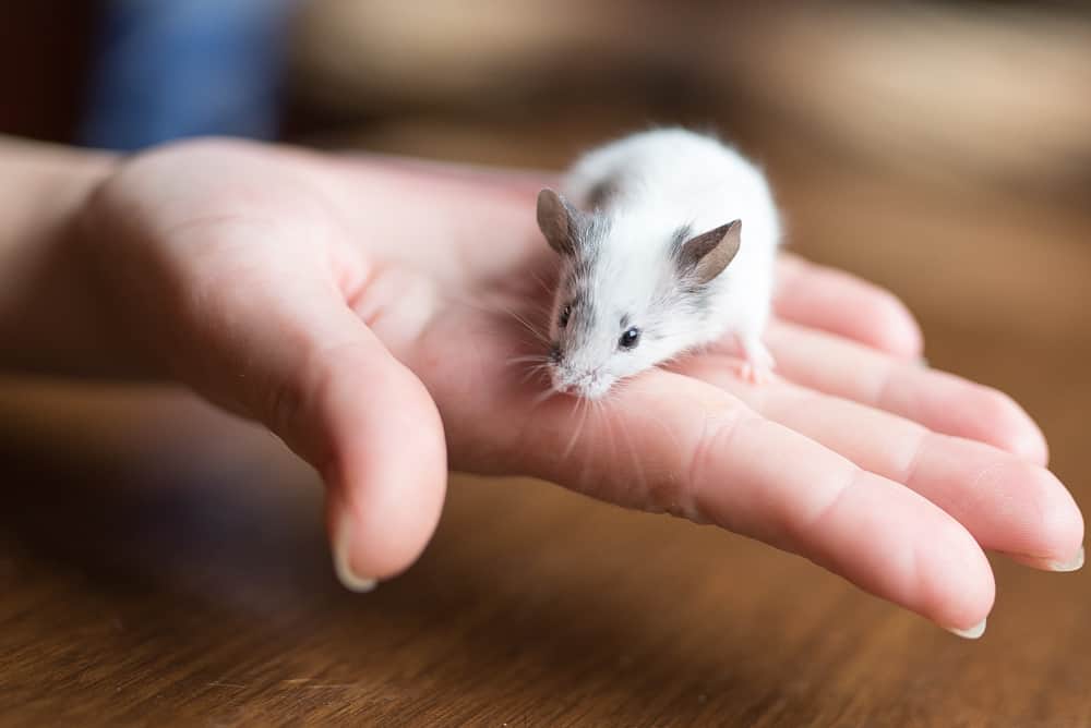 220 Cute Mouse Names for Your Tiny Companion PetMag