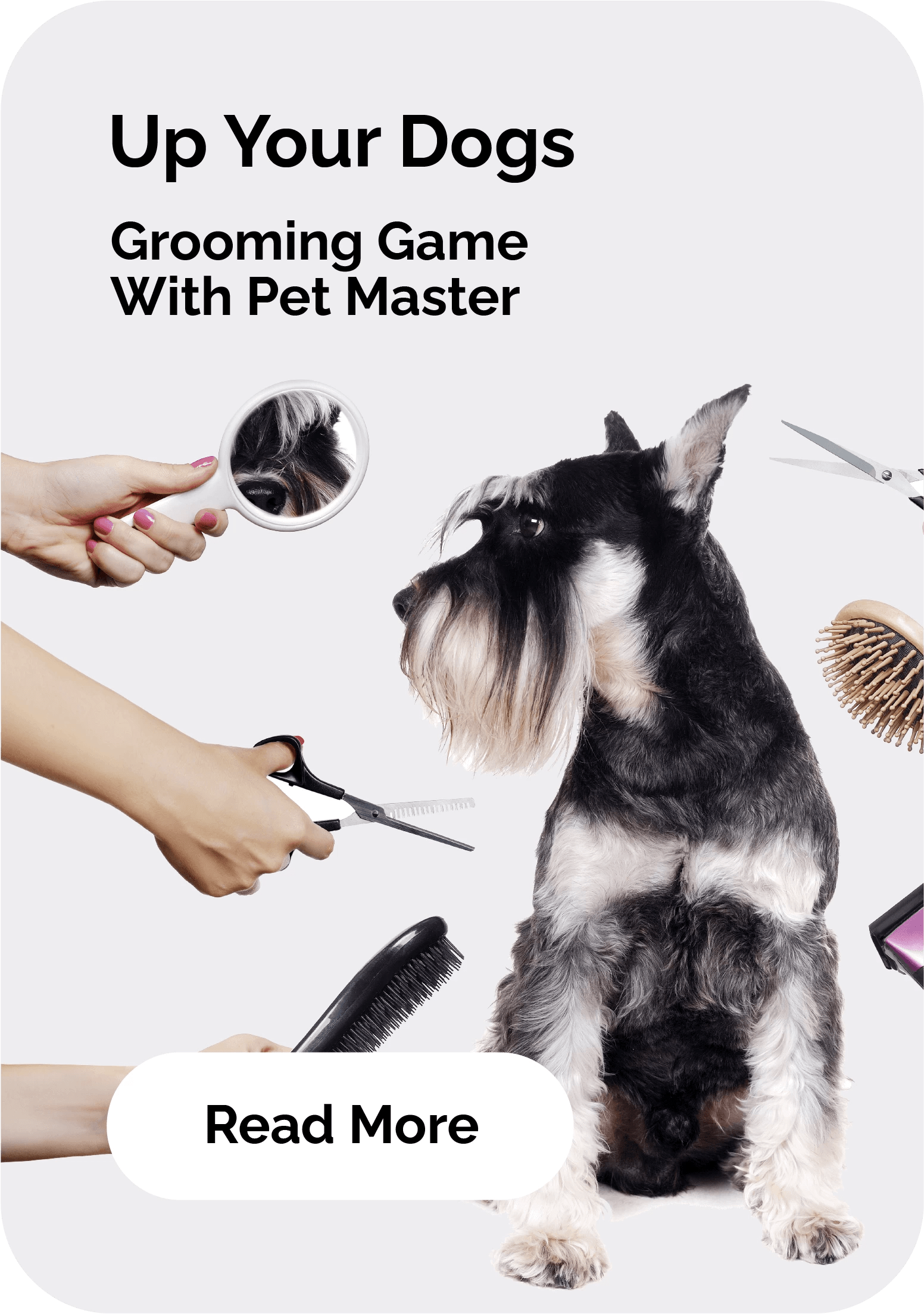 PET MASTER Comprehensive Online Pet Shop in Singapore