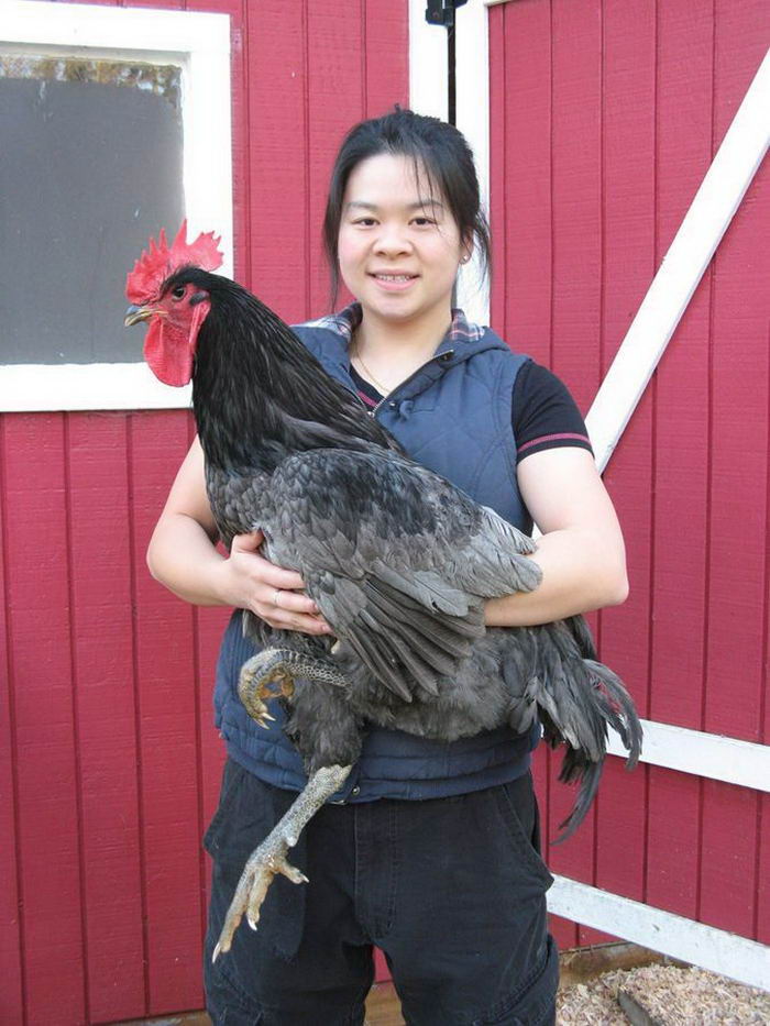 เจอร์ซี ไจแอนท์ ไก่สายพันธุ์ยักษ์ที่มีขนาดใหญ่ที่สุดในโลก เพชรมายา