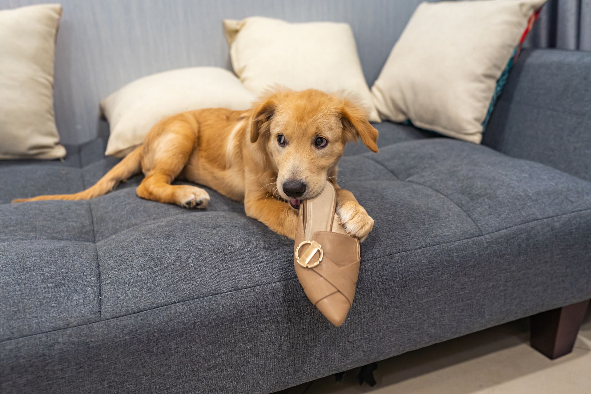 8 Best Ways How to Stop Puppy Biting Petme