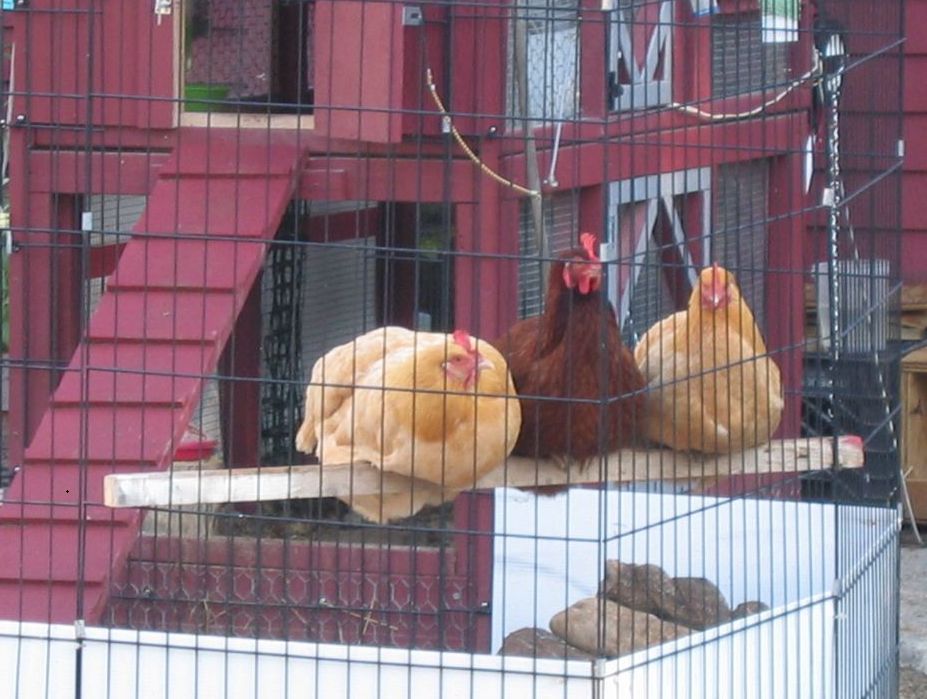 Buttercup Pet Meadow