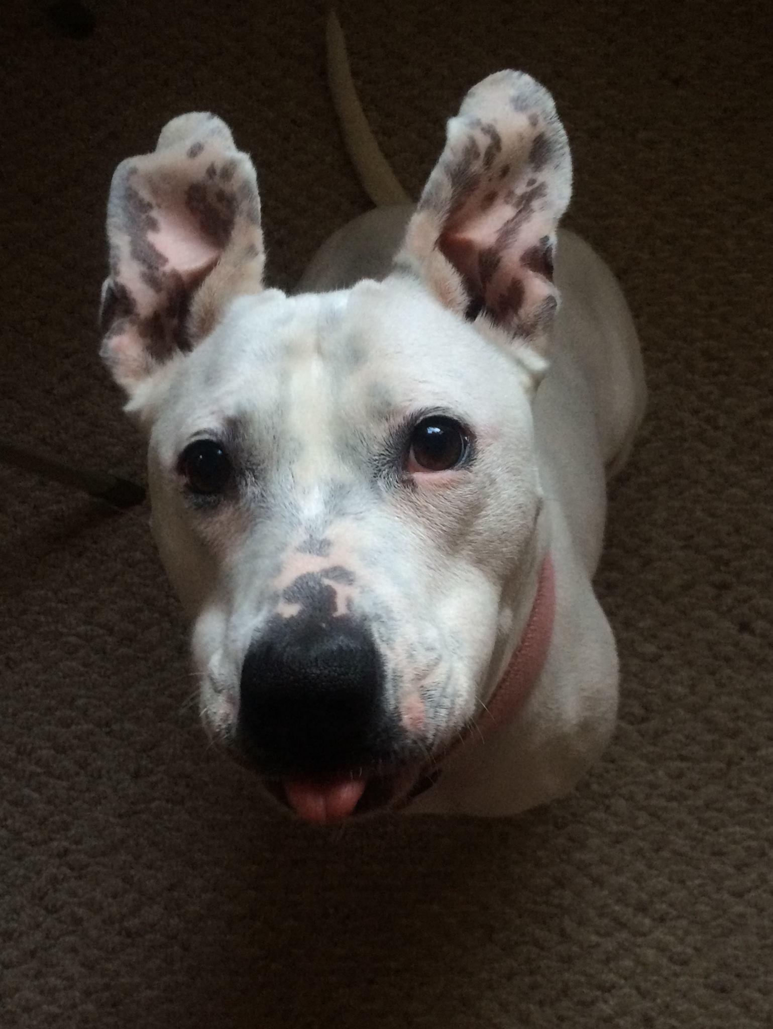 Ice 10/26/2024 Pet Meadow