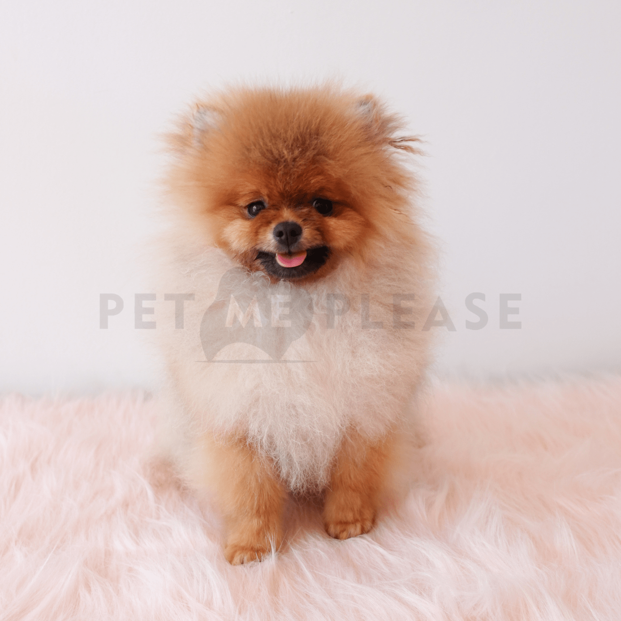 Pomeranian Pet Me Please SG