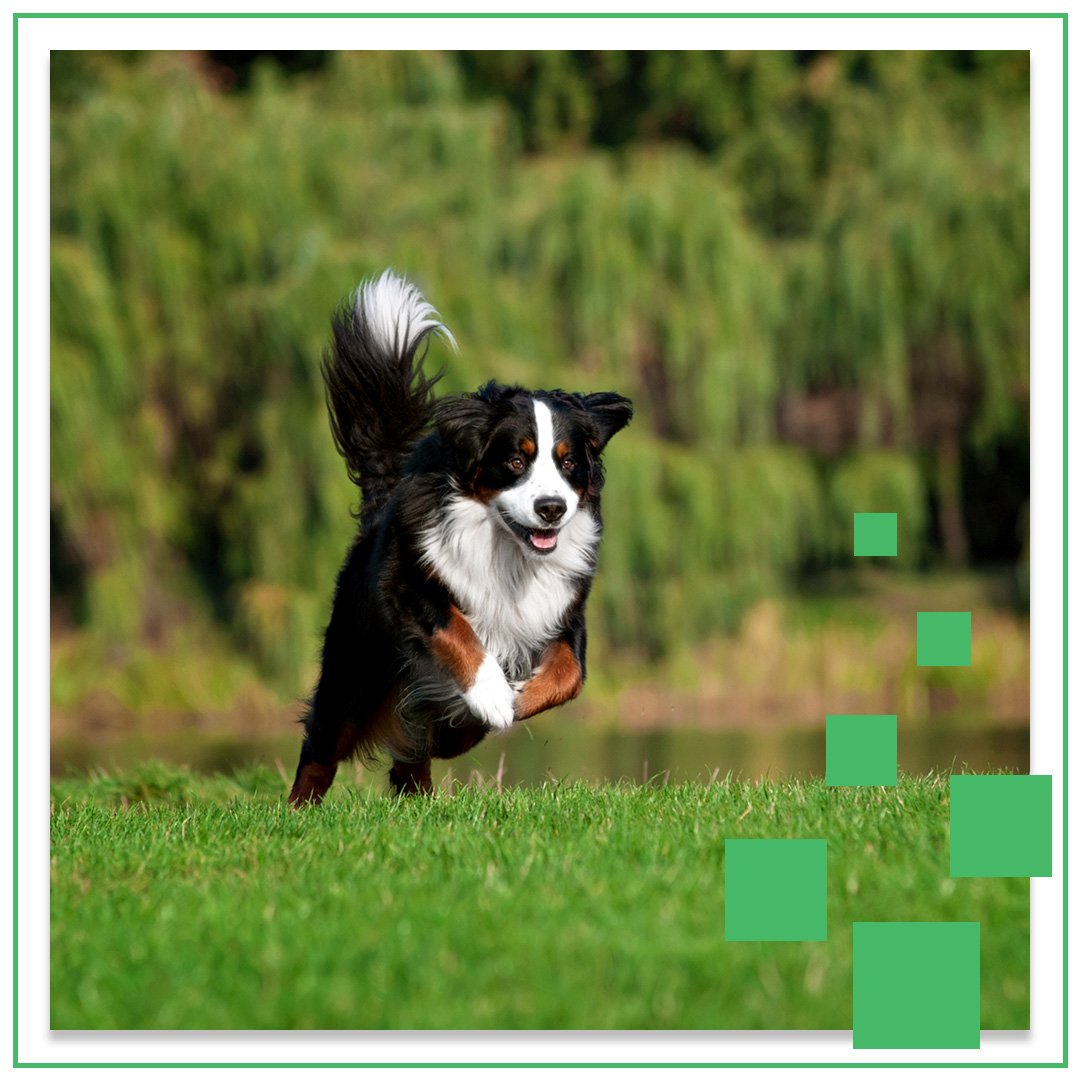 Do Dogs Need Multivitamins? Dog Vitamin Science
