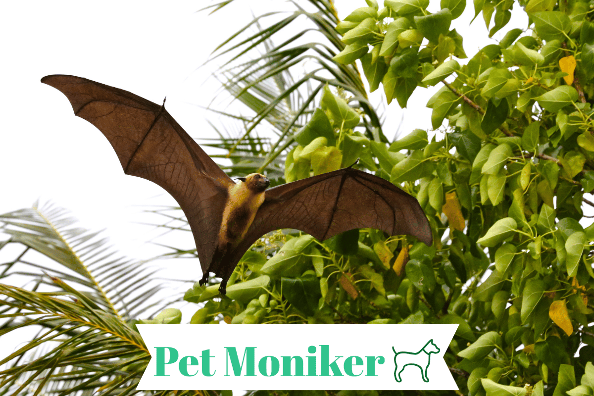 250+ Cool & Catchy Bat Names (+Name Generator) 2024