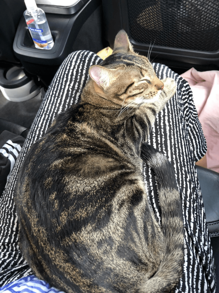 Cat Travel Pet Moves