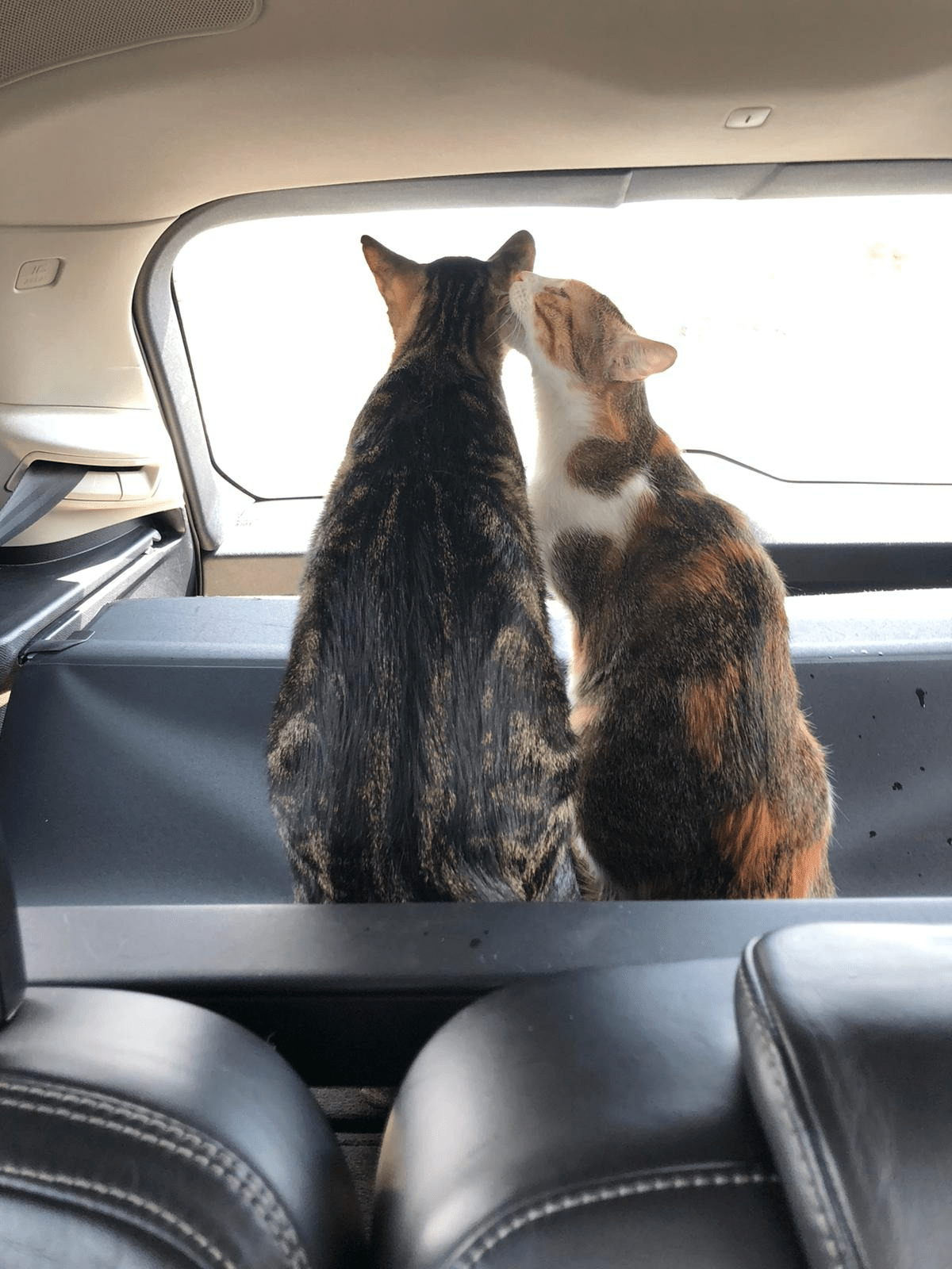 Pet Move Service UK Pet Transport, Pet Travel Company in UK